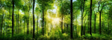 custom-wall-mural-3d-green-forest-wallpaper-sunshine