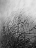 custom-black-and-white-wallpaper-mural-swaying-reed