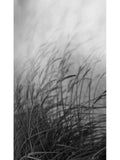 custom-black-and-white-wallpaper-mural-swaying-reed